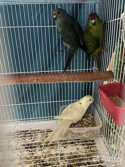 Попугай корелла безщекии,какарики ручные