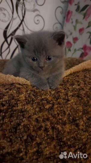 Шотландские котята