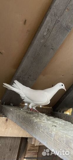 Голуби иранцы