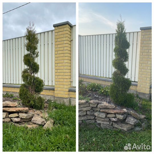 Фигурная стрижка растений, садовник