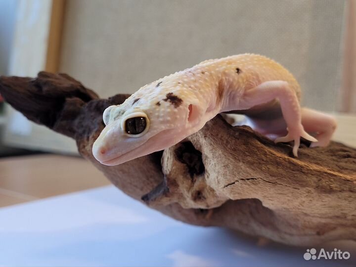 Эублефар, самка