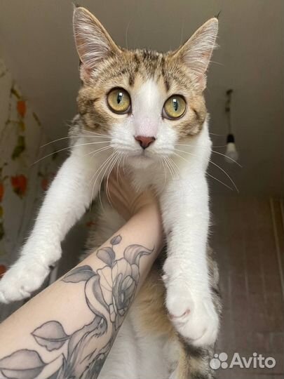 Отдам домашнюю кошечку в добрые руки