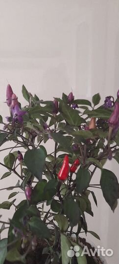 Перец (острый комнатный)