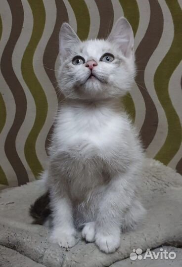 Котята ищут хозяев. Отдадим в хорошие руки