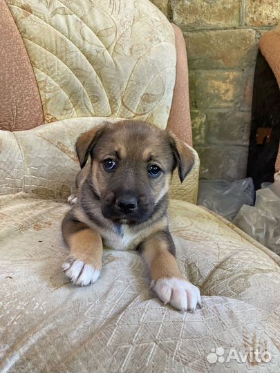 Щенки в добрые руки