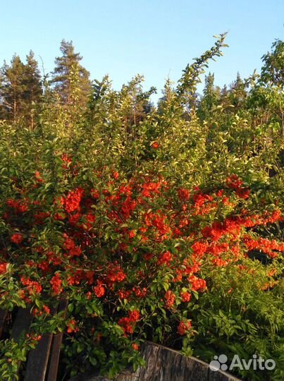 Продажа садовых растений