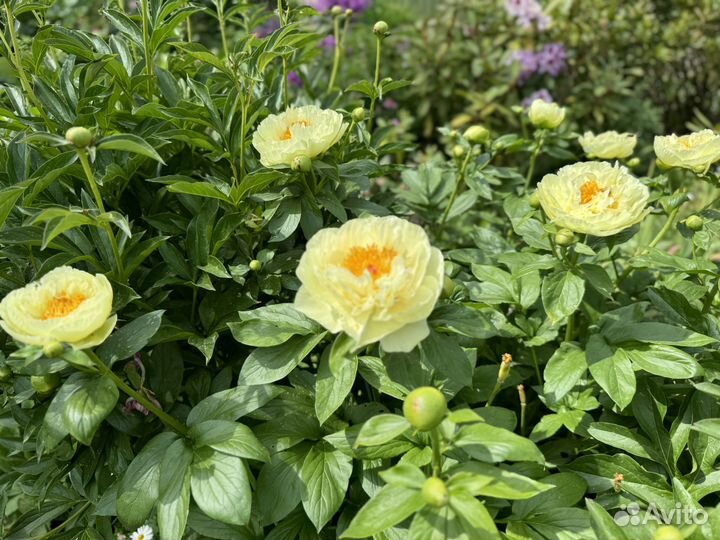 Пион желтый Бартзелла, Лемон шифон