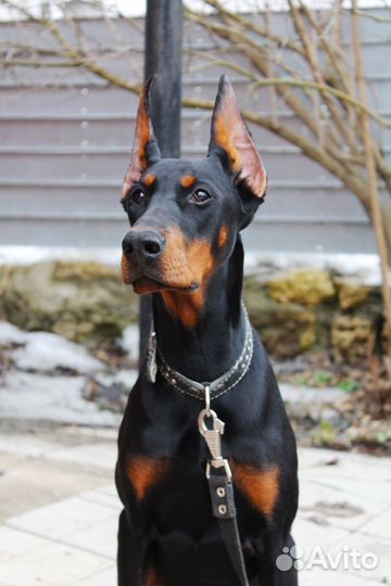 Продается подрощенная девочка добермана РКФ