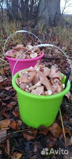 Грибы опята свежие