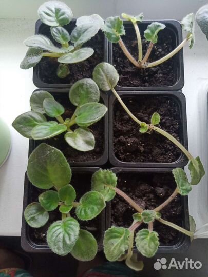 Цветы фиалки детки