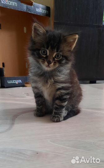 Кошка