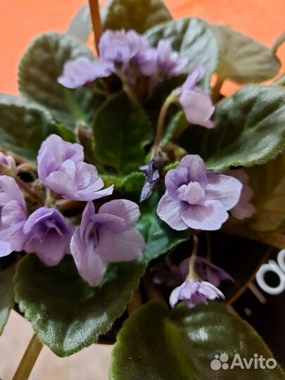 Фиалка сиреневая и синяя