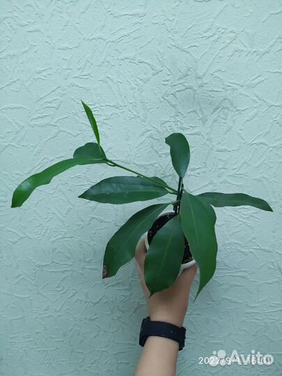 Саподилла Manilkara zapota 'Narai Thong' плодовая