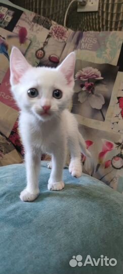 Отдам в добрые руки два котёнка девочки