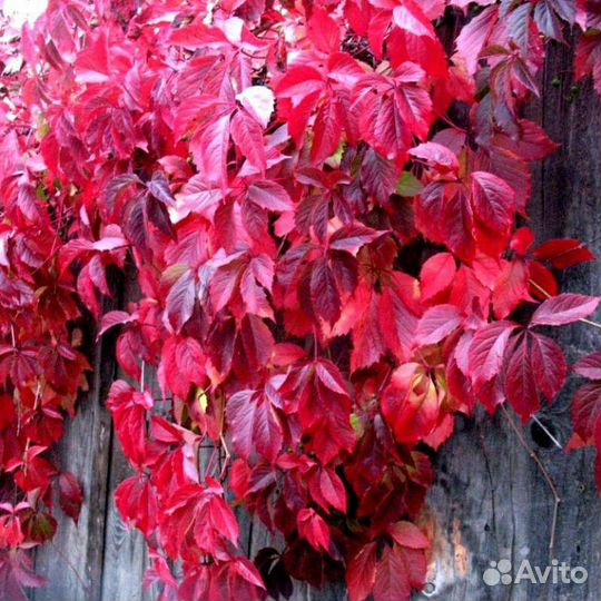 Саженцы девичий виноград