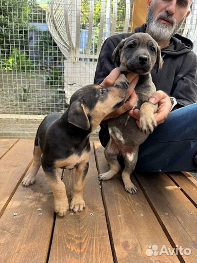 Щенки маленькой породы