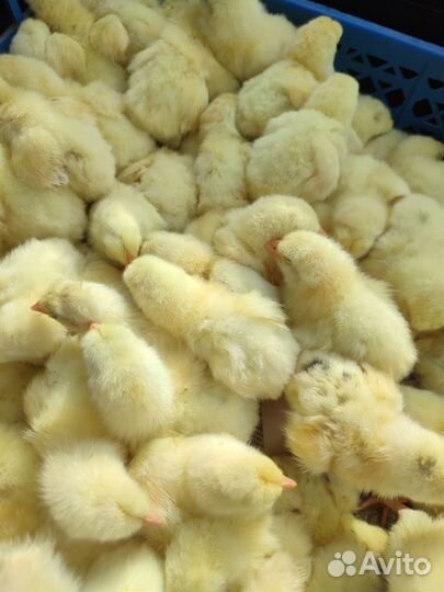 Бройлер суточный