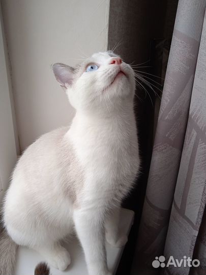 Отдам в добрые руки котика