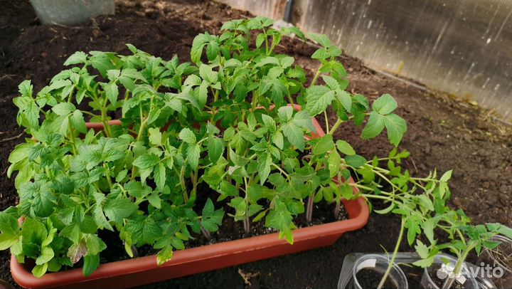 Рассада помидор