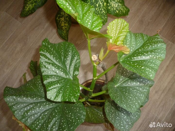 Комнатные цветы