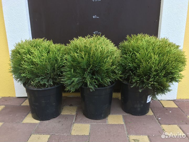 Хвойные растения. Туя