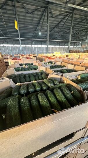 Огурцы свежие оптом сорт Берн