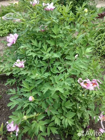 Бересклет японский, пион Древовидный