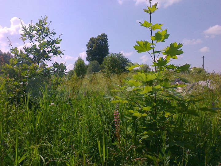 Участок 24 сот. (ИЖС)