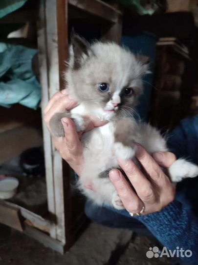 Красивые котята в добрые руки