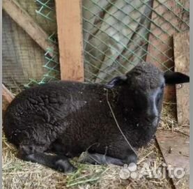 Овцы, барашки ягнята