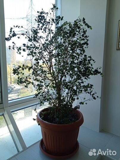 Продам фикус