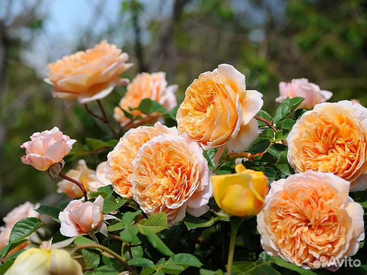 Роза Краун Принцесс оф Маргарет(в горшке)