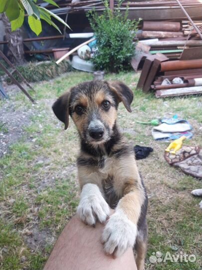 Собака в добрые руки