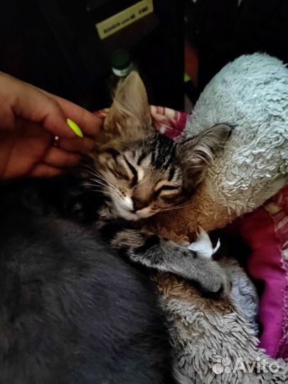 Кошки в добрые руки бесплатно