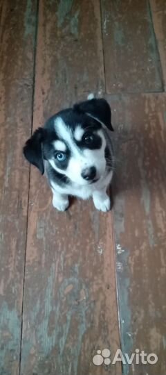 Хаски метис