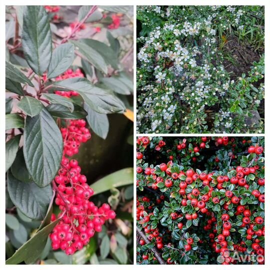 Кизильник 4 сорта