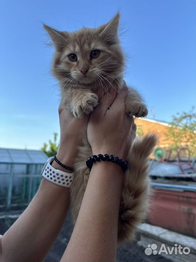 Котенок в добрые руки