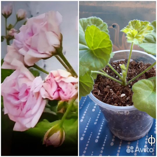 Герань пеларгония