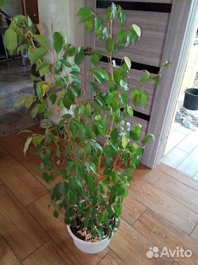 Фикус И филодендрон биркин