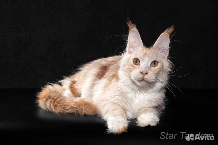 Мейн Кун Kelvin Star Tandem