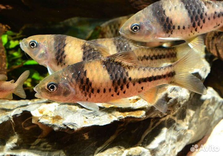 Аквариумные рыбки