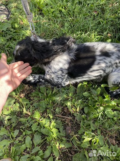 Спаниель в добрые руки