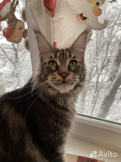Кошка мейн кун