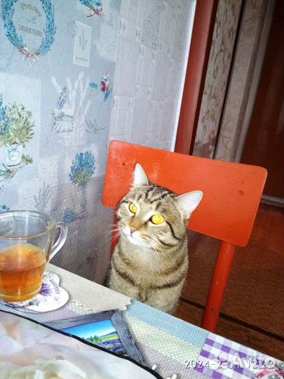 Кот с лотком