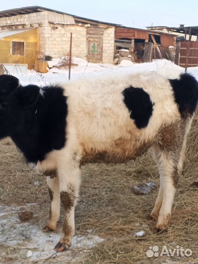 Бык и телочка 7 месяцев