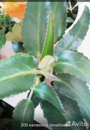 Оч. полезный цветок в доме. Каланхоэ