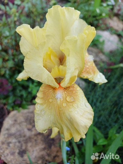 Ирис, многолетники, растения для сада