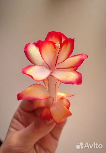 Декабрист шлюмбергера Самба бразиль