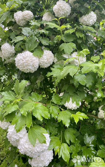 Калина, калина бульдонеж, сладкий тёрн
