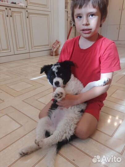 Щенки 2мес Почти Бордер-Колли)